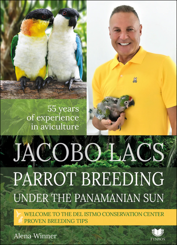 Jacobo Lacs Parrot breeding under the Panamanian sun